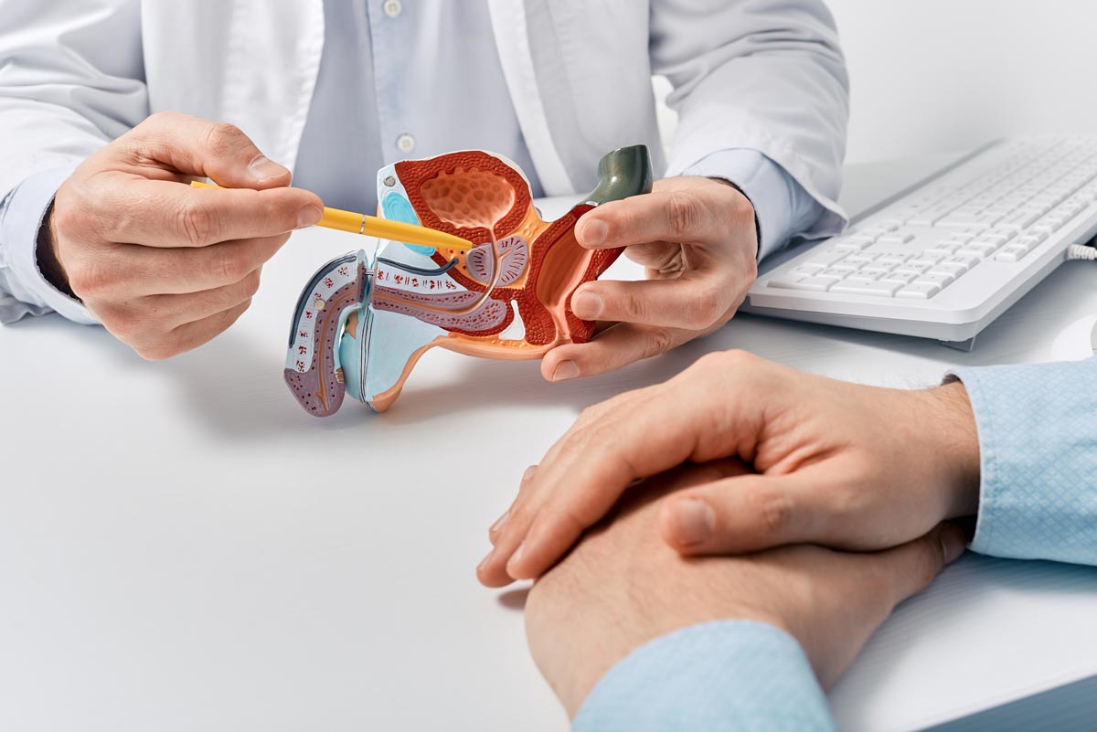 A physician uses a pen to point to an anatomical model of the prostate.