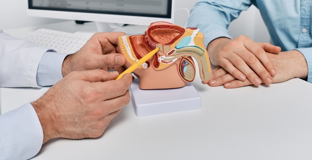 A physician points to the prostate on an anatomical model. 